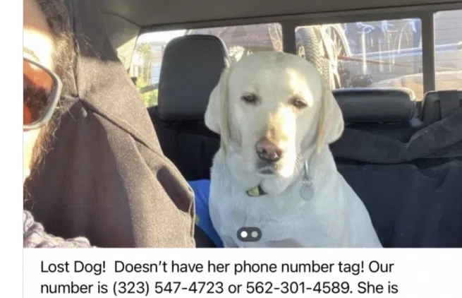 Lost dog in La Mirada, CA, 90638