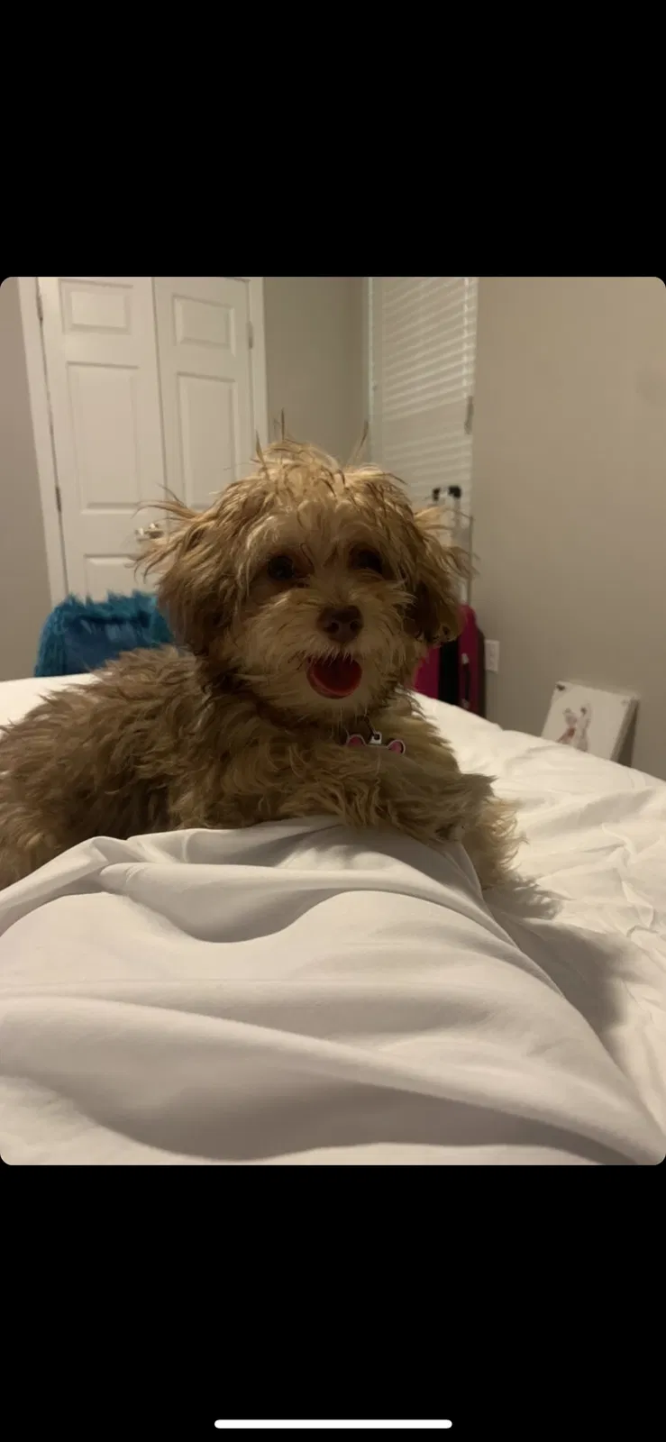 Lost dog in Saint Louis, MO, 63136