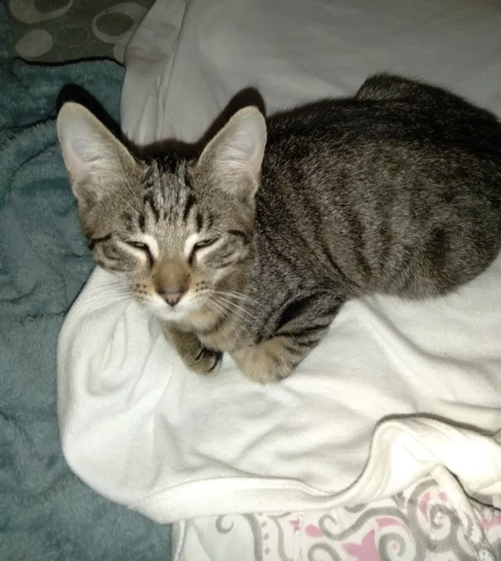 Lost cat in Saint Augustine, FL, 32080