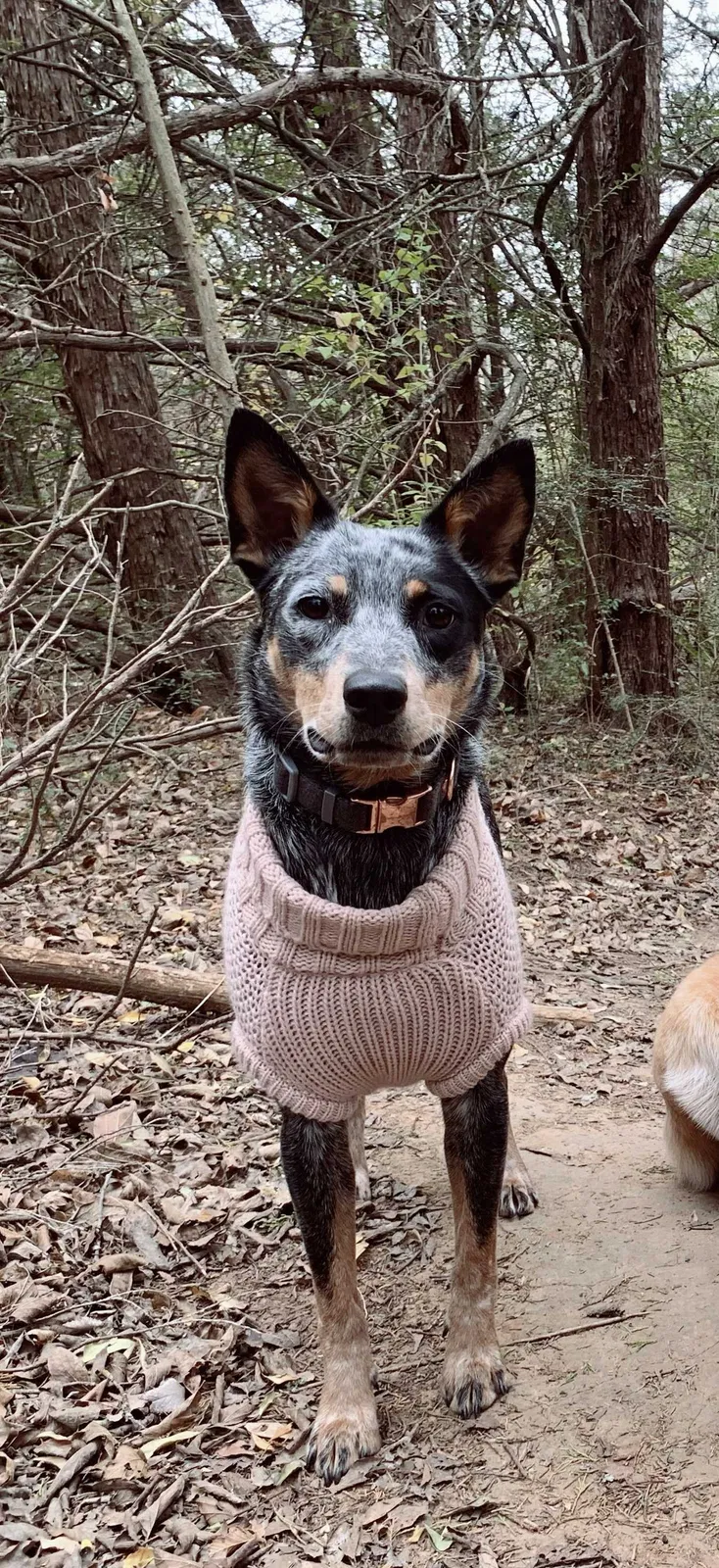 Lost dog in Norman, OK, 73069