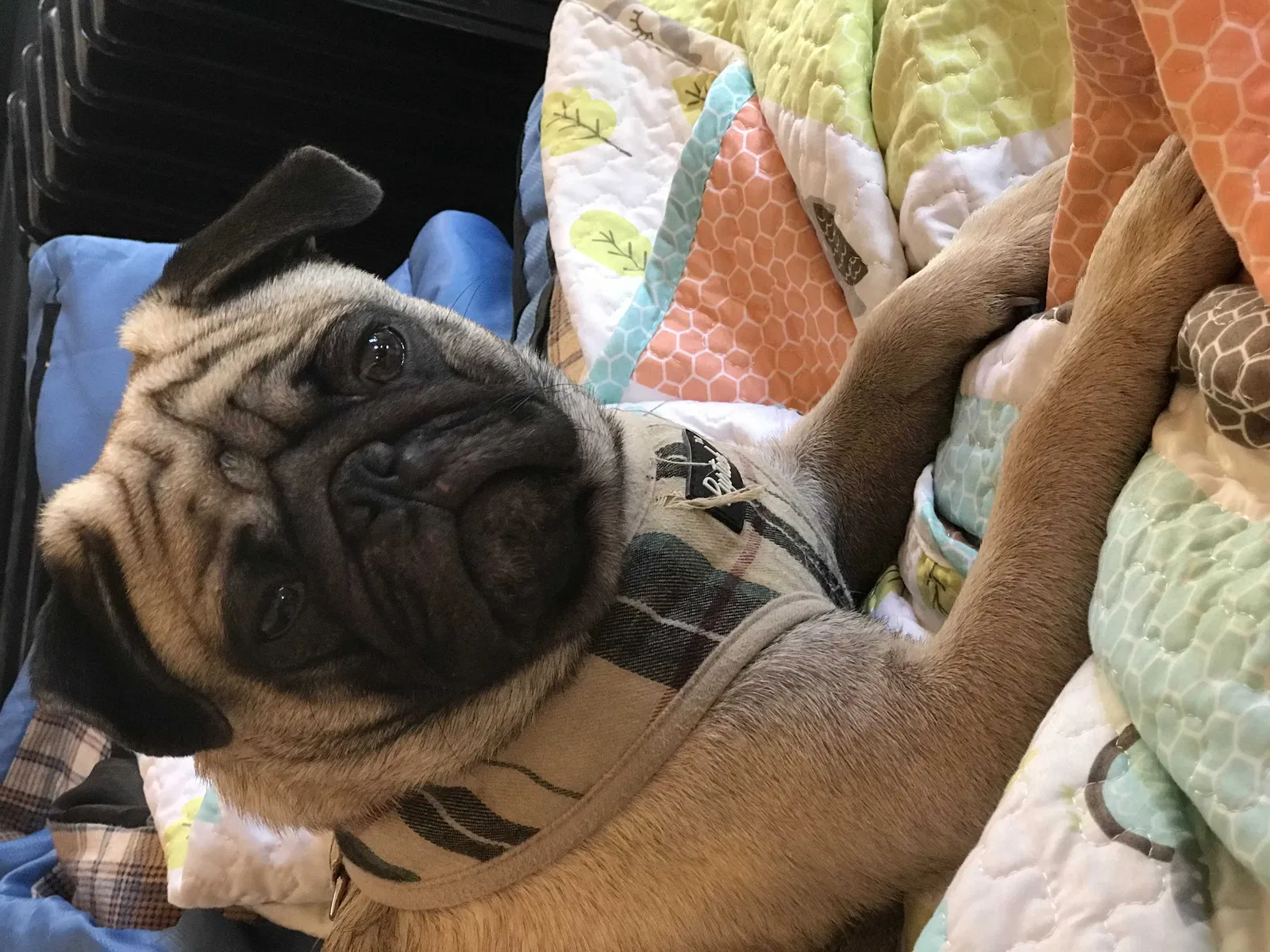 Lost dog in Lexington, IN, 47138