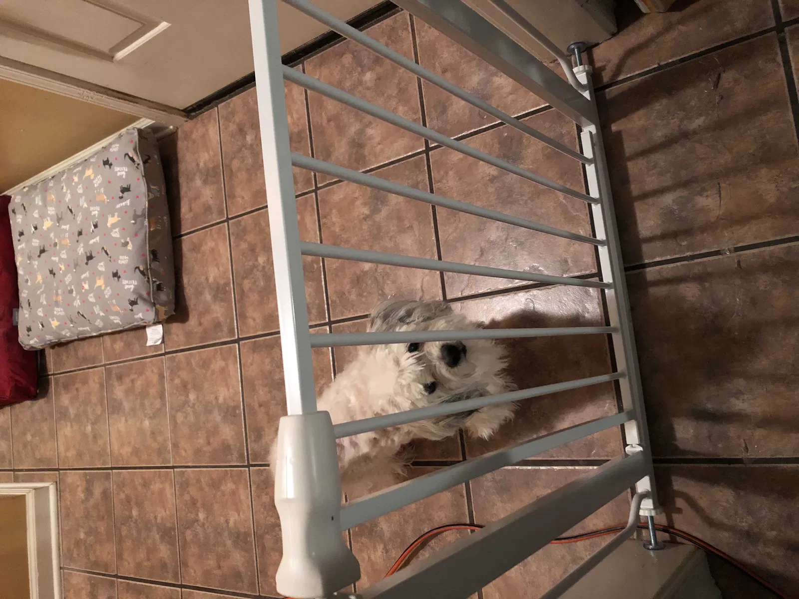 Lost dog in Cordova, TN, 38016