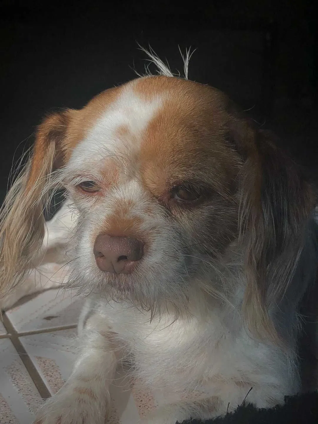 Lost dog in Dallas, TX, 75227