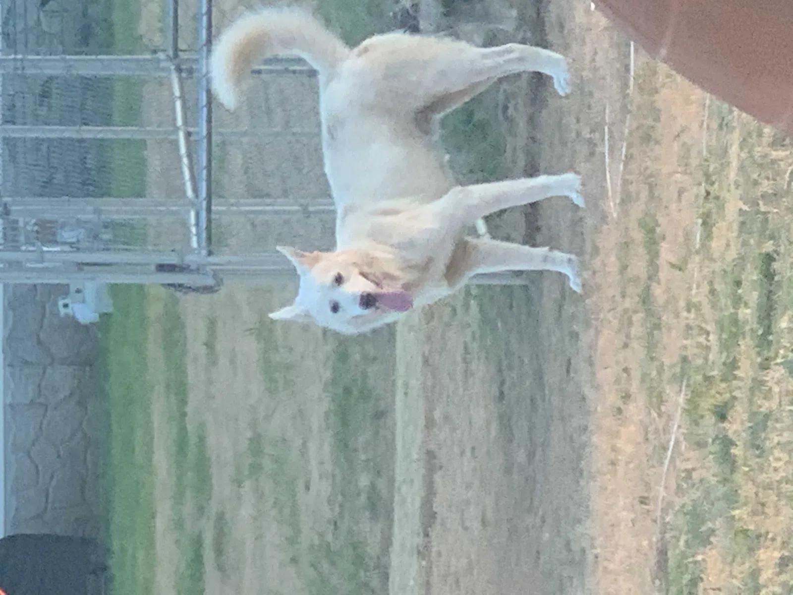 Found dog in Natchitoches, LA, 71457