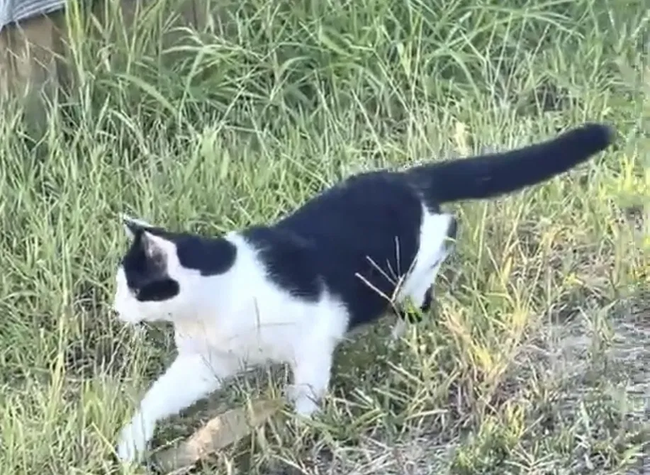 Lost cat in Temple, TX, 76502