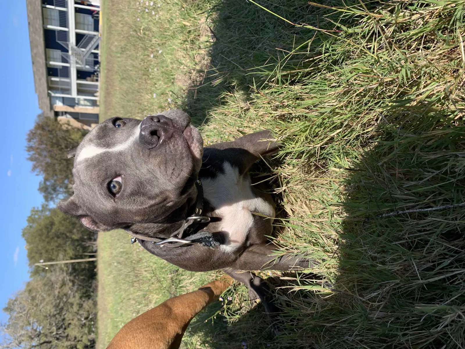 Lost dog in Terrell, TX, 75160