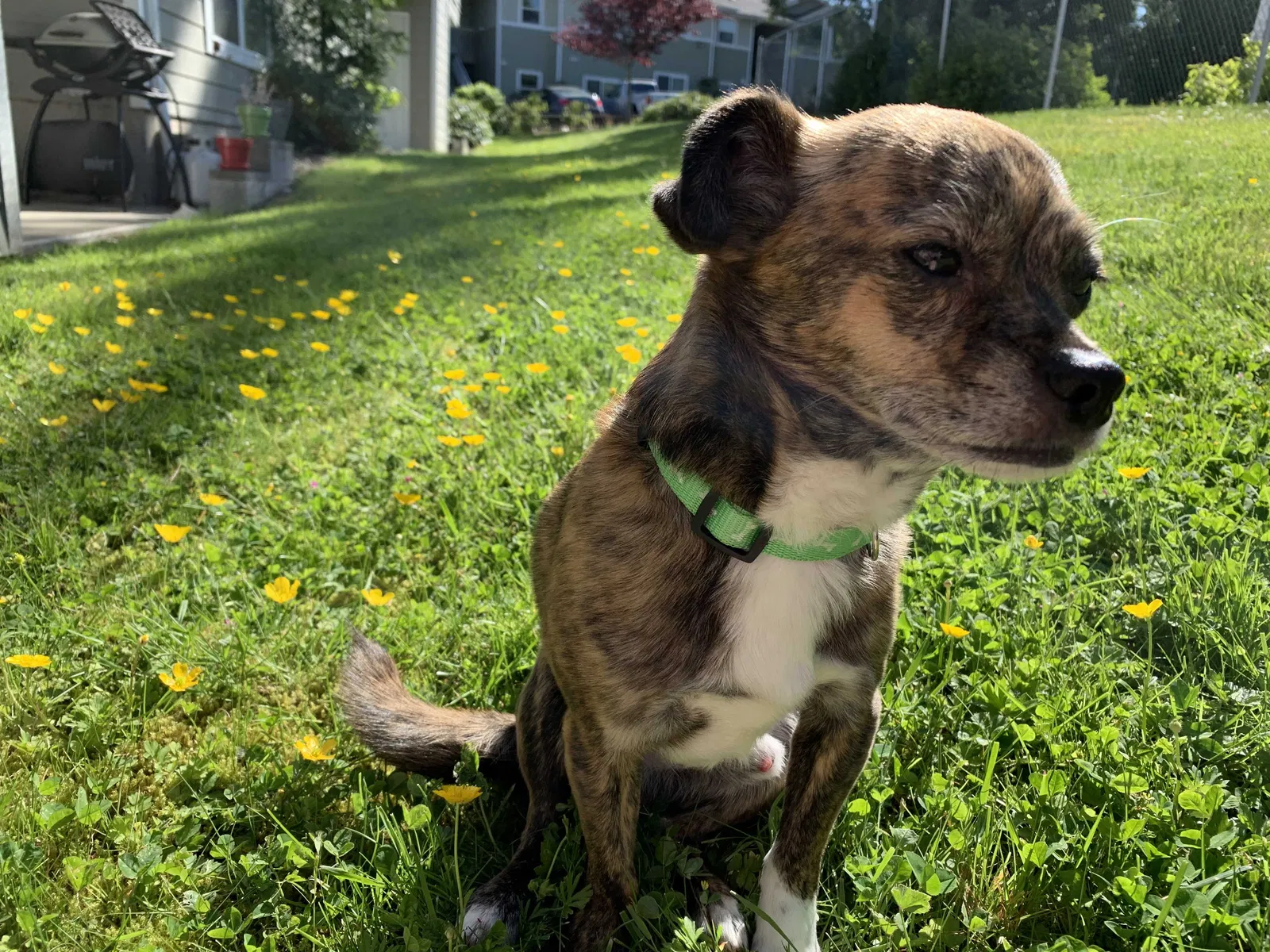 Lost dog in Sunset, TX, 76270