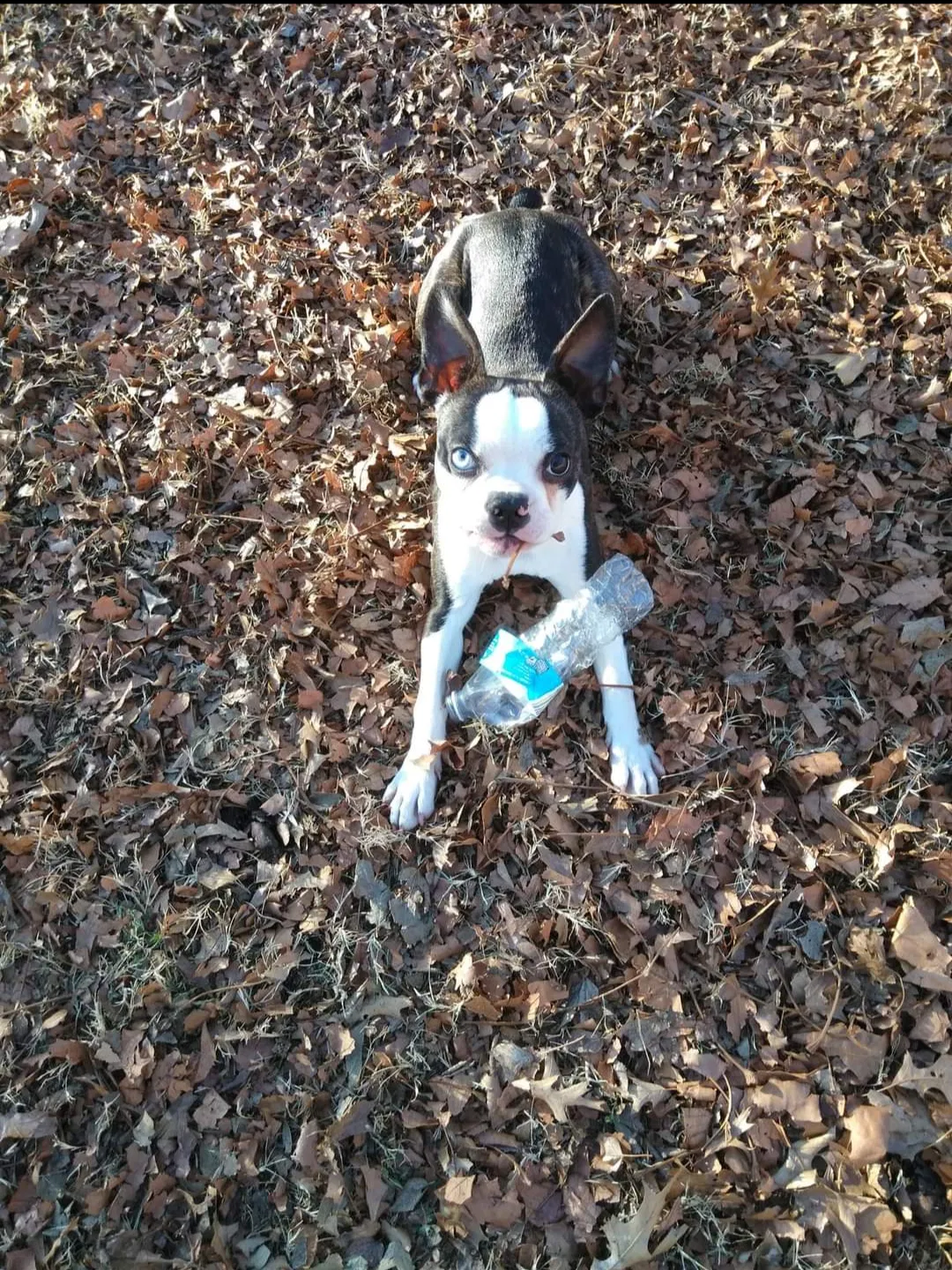 Lost dog in Oklahoma City, OK, 73159