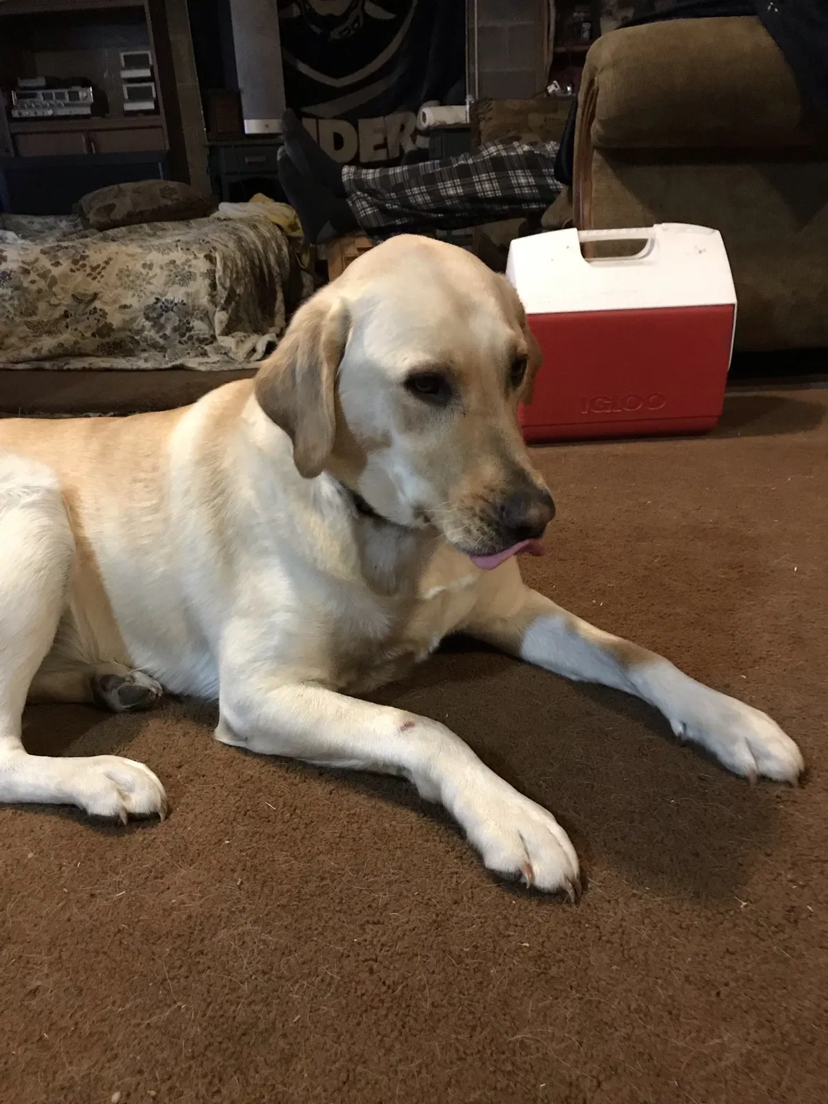 Lost dog in Plattsmouth, NE, 68048