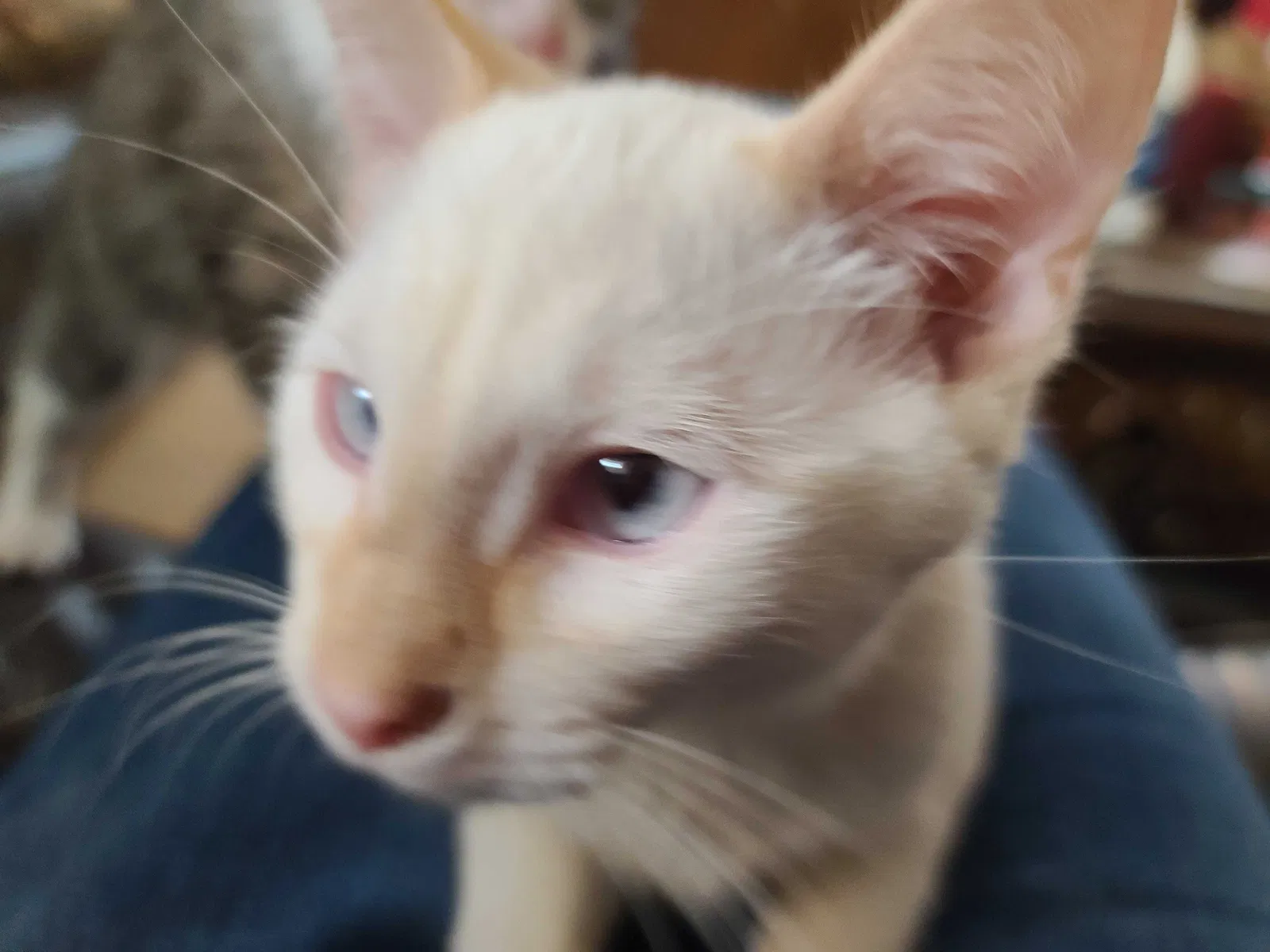 Missing Cat