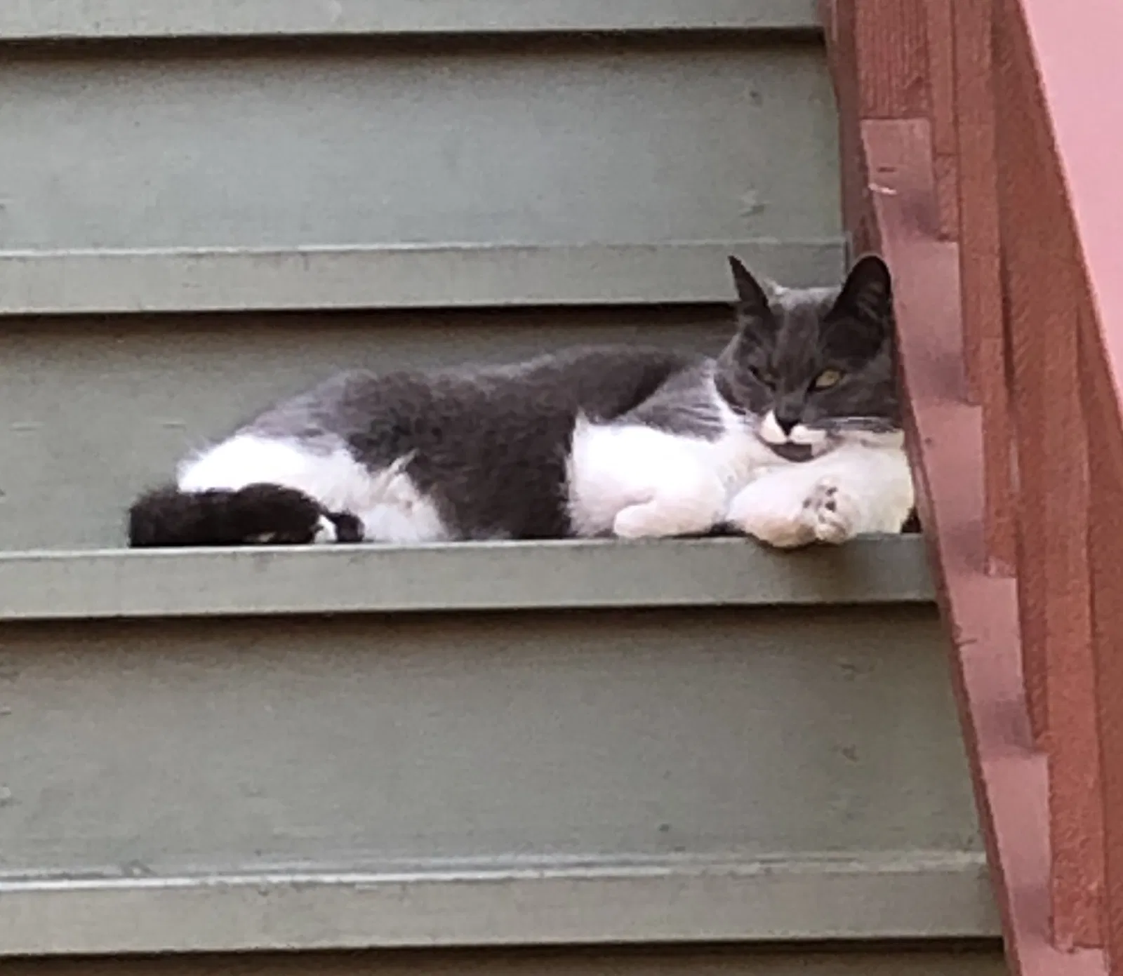 Lost cat in Los Angeles, CA, 90046