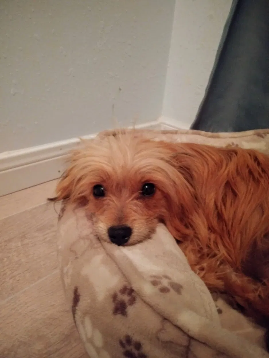 Lost dog in Houston, TX, 77029