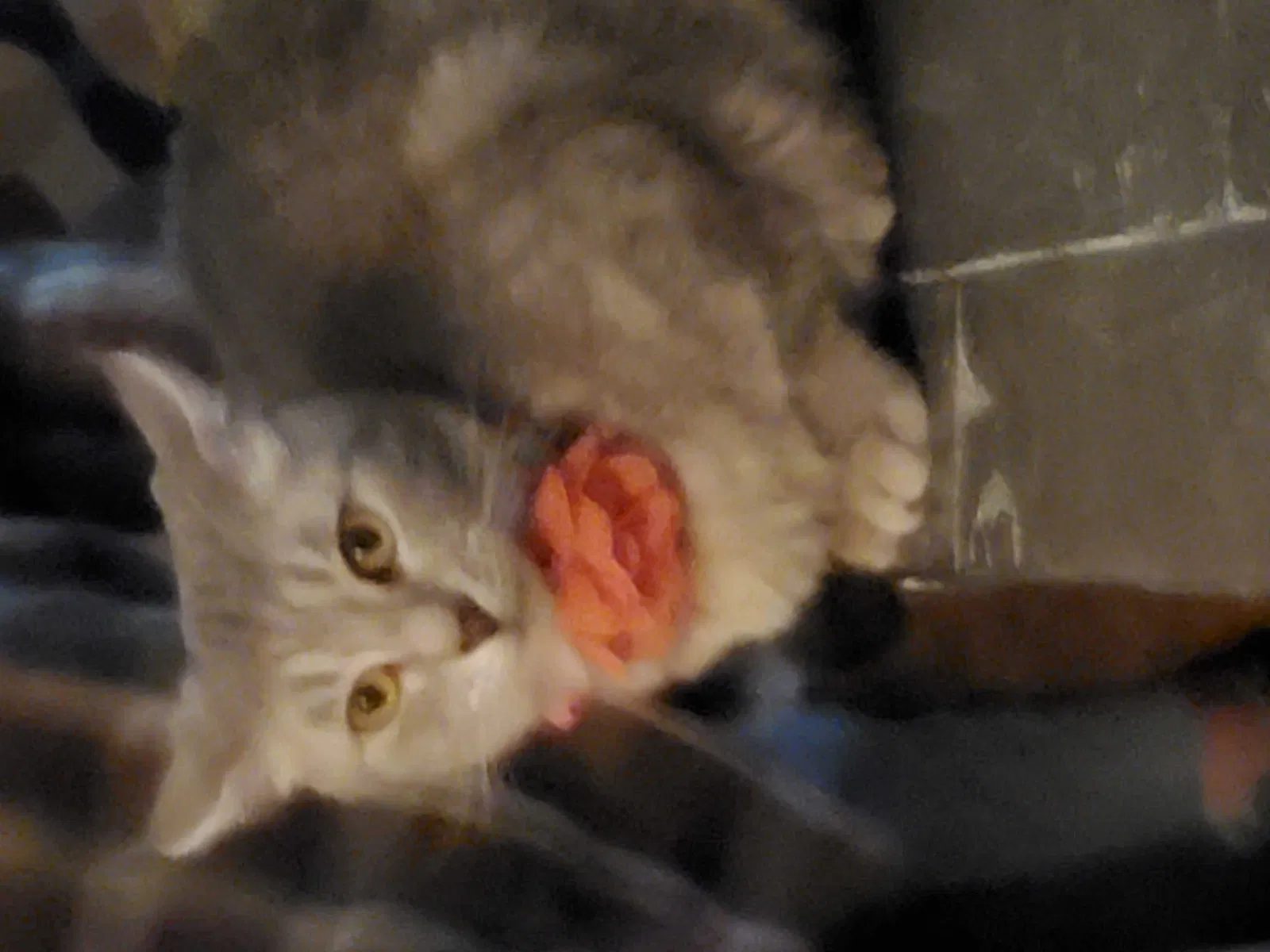 Lost cat in Cincinnati, OH, 45247