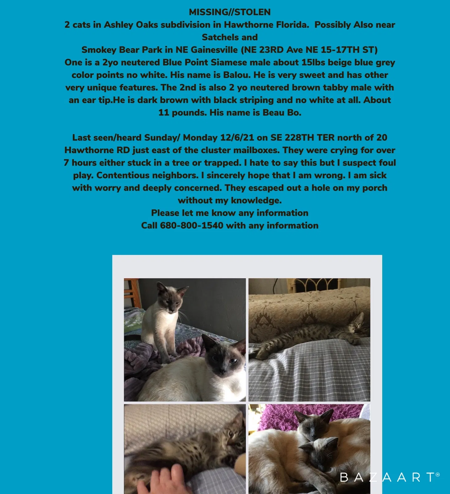 Lost cat in Hawthorne, FL, 32640