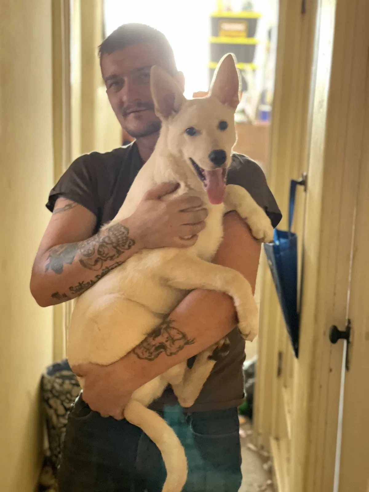 Lost dog in Pacific Grove, CA, 93950