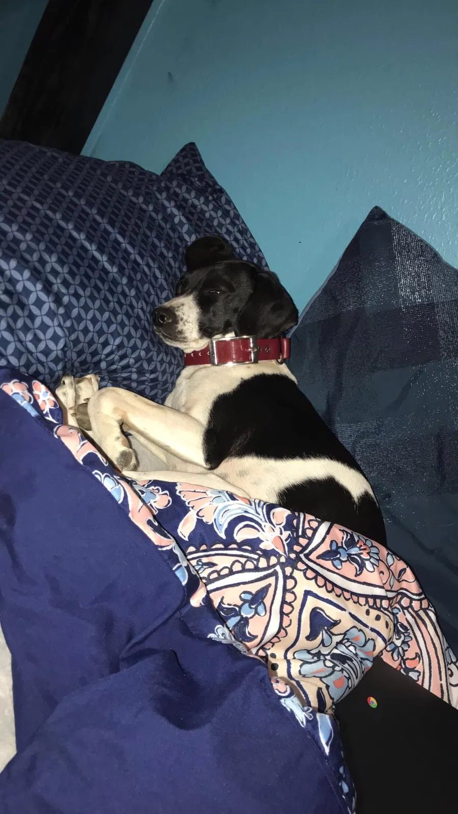 Lost dog in Oklahoma City, OK, 73130