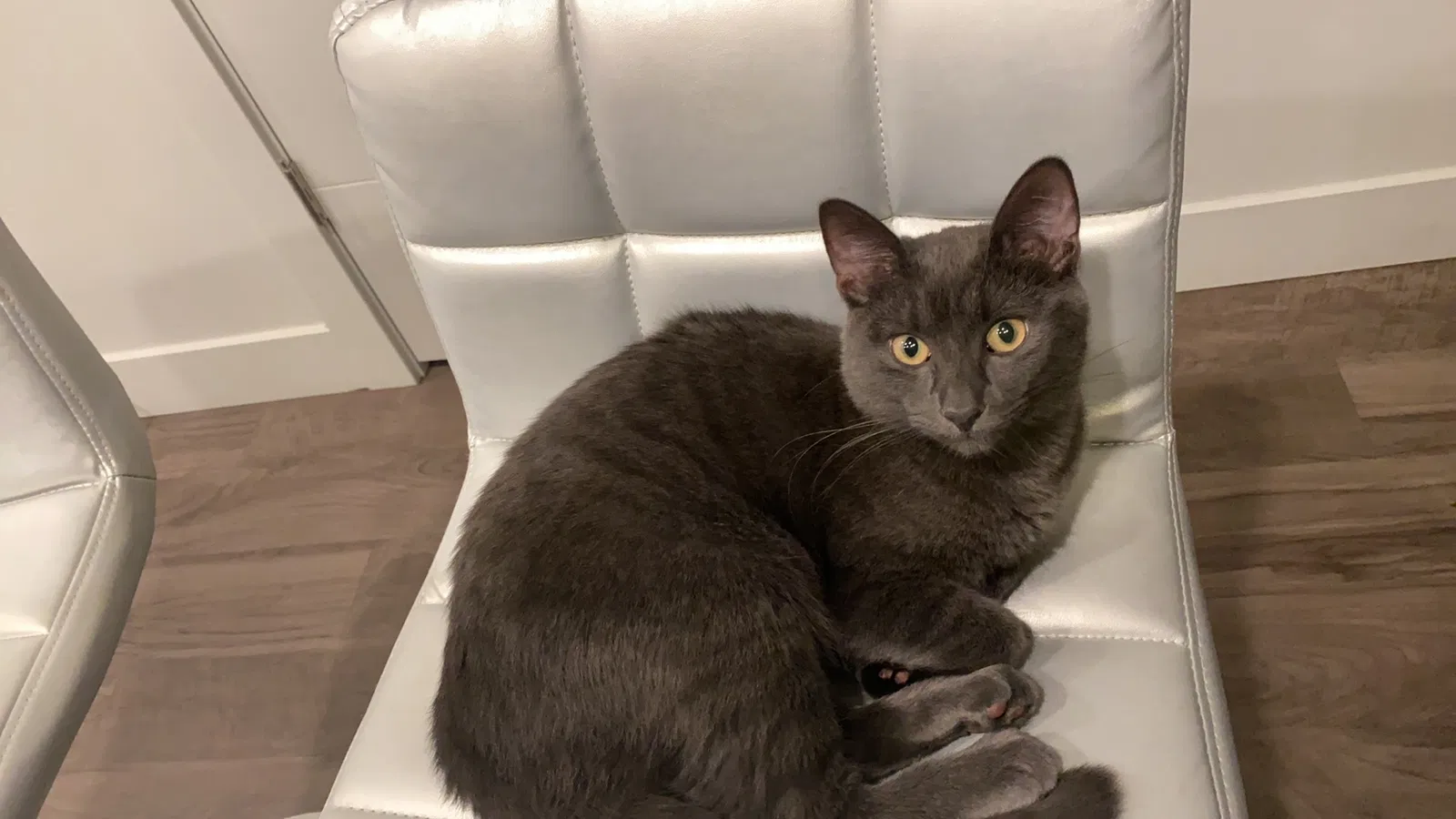 Lost cat in Salt Lake City, UT, 84119