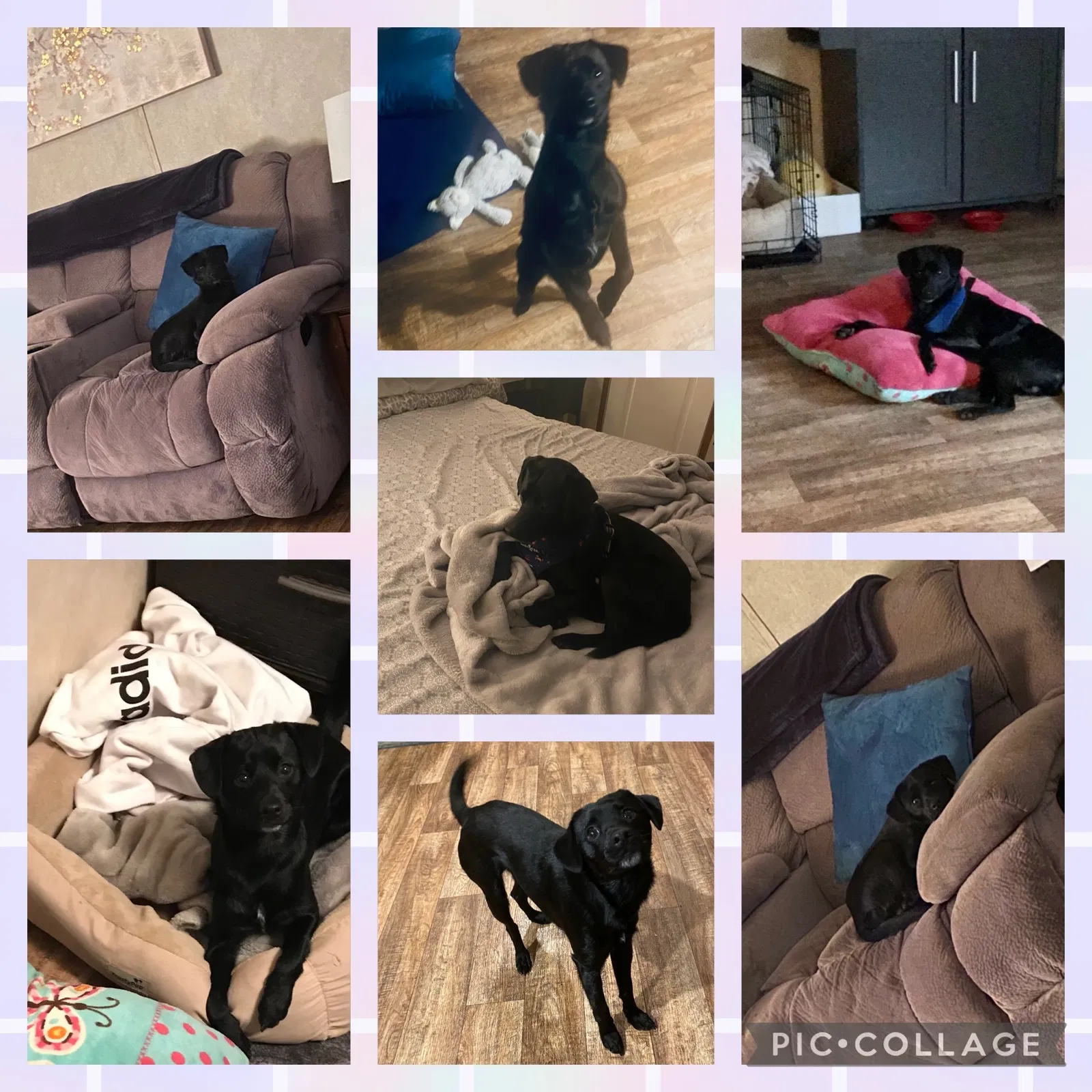 Lost dog in Louisville, KY, 40291