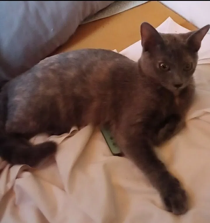 Lost cat in Bakersfield, CA, 93305