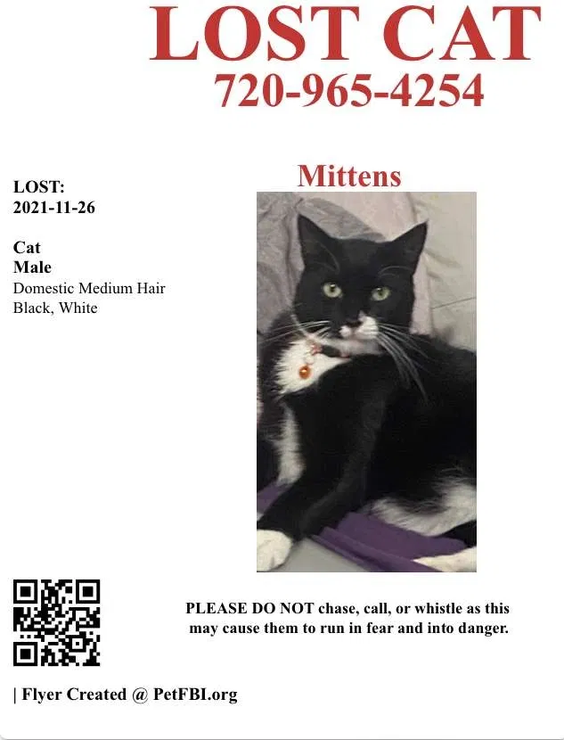 Lost cat in Denver, CO, 80229