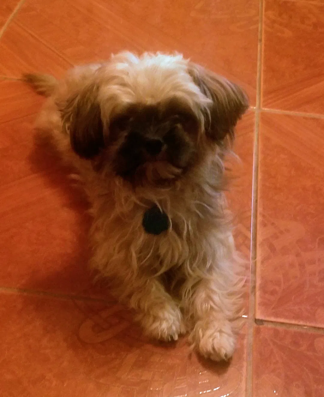 Lost dog in Houston, TX, 77045