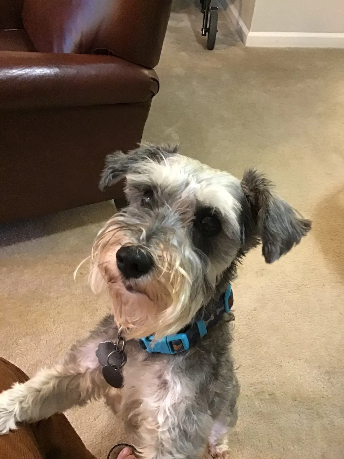 Lost dog in Houston, TX, 77079