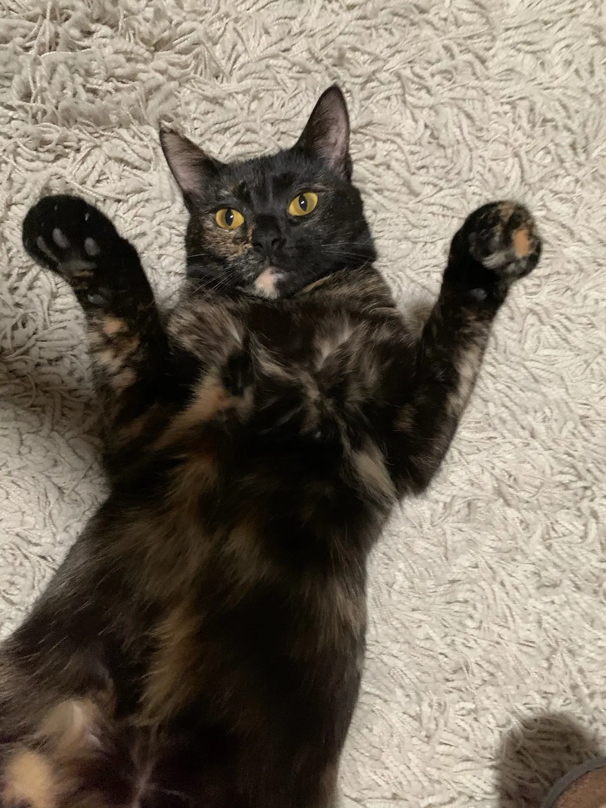 Lost cat in Sulphur, OK, 73086