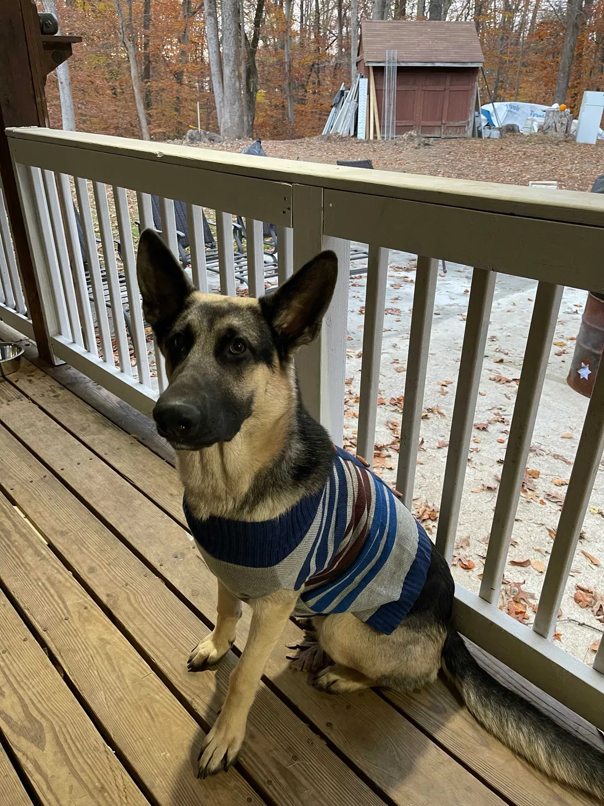 Lost dog in Bowie, MD, 20716