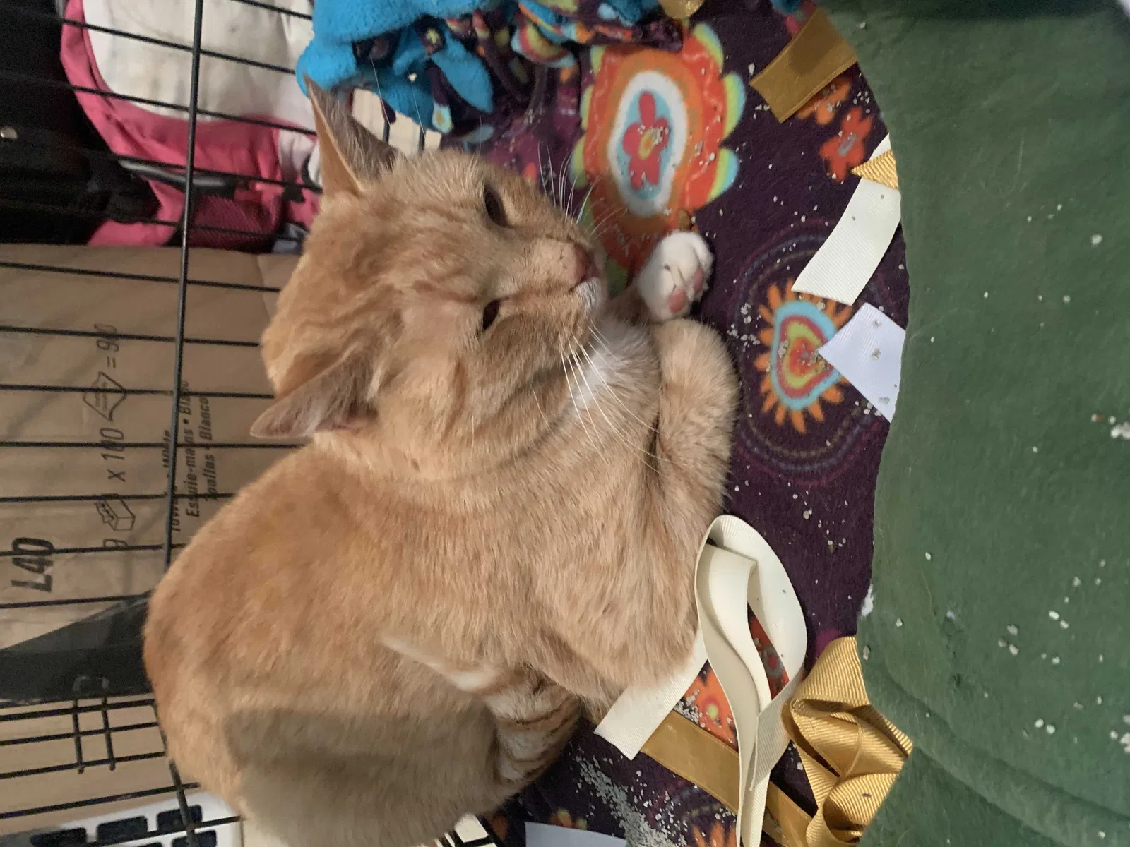 Found cat in Glenwood City, WI, 54013