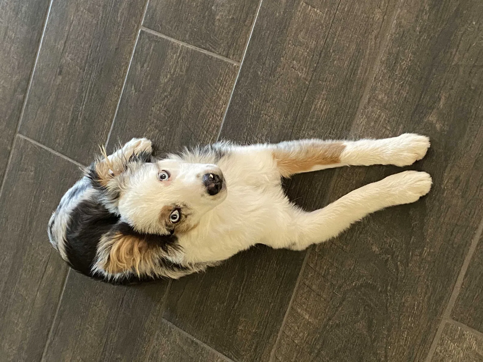 Lost dog in Unknown, NH, 87913