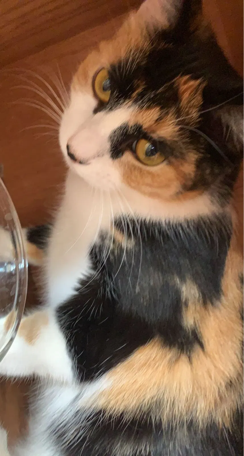 Lost cat in Phoenix, AZ, 85001