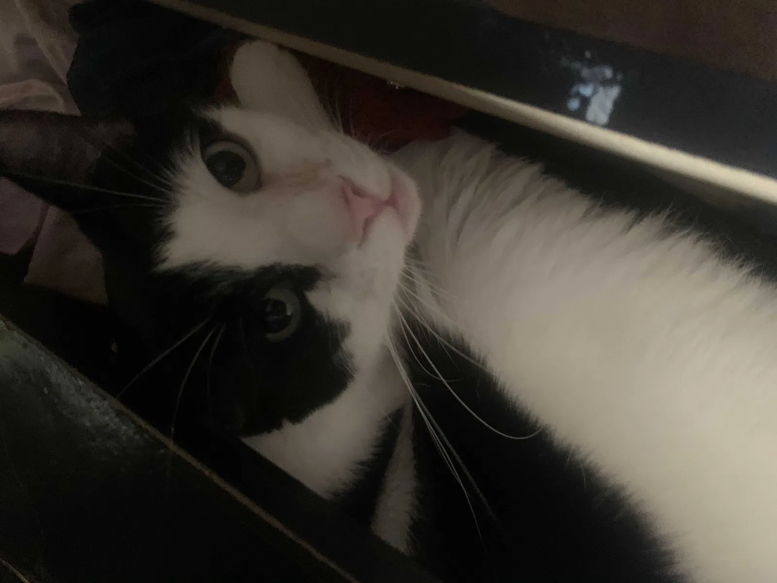 Lost cat in Las Vegas, NV, 89139