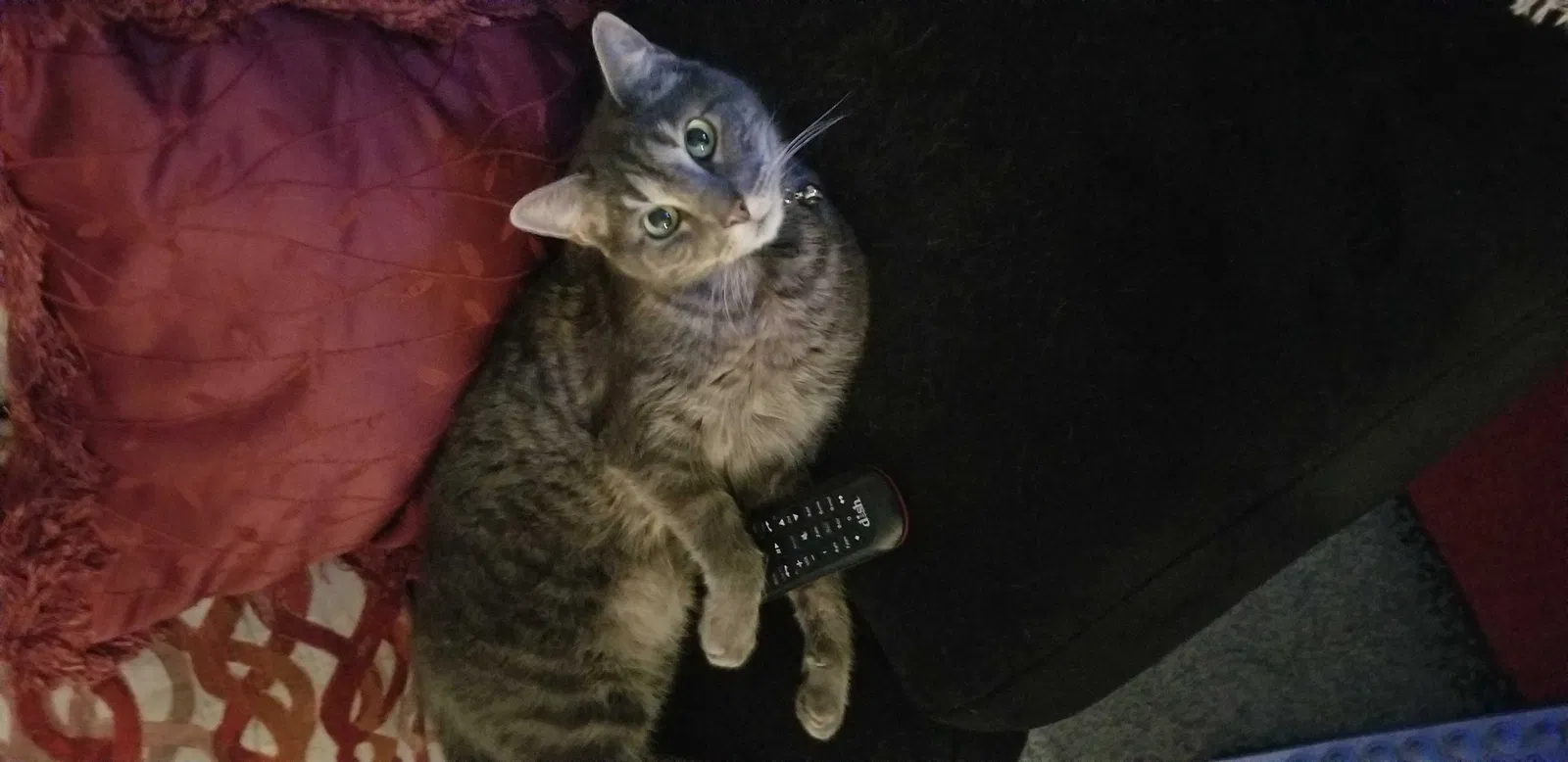 Lost cat in Conroe, TX, 77304