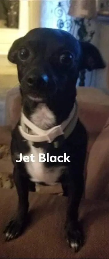 Lost dog in Dallas, TX, 75217