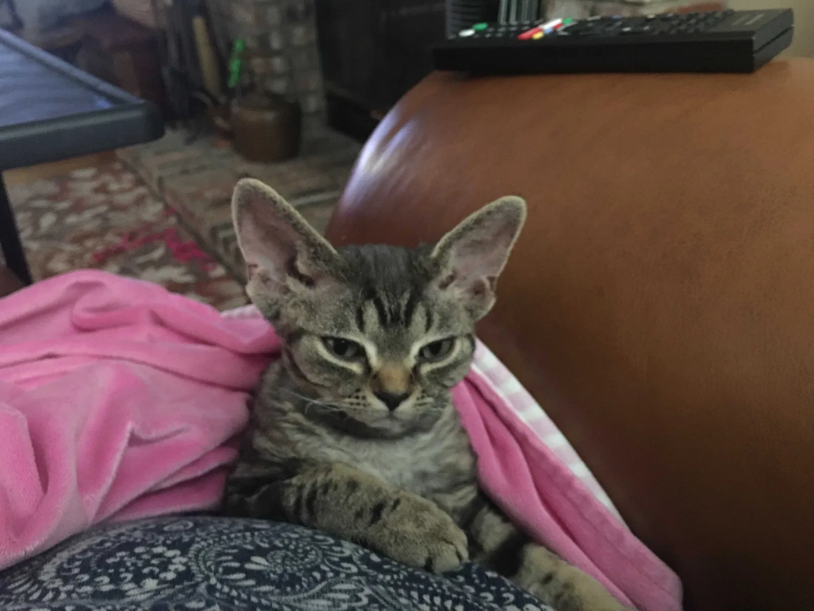Lost cat in Saint Louis, MO, 63122