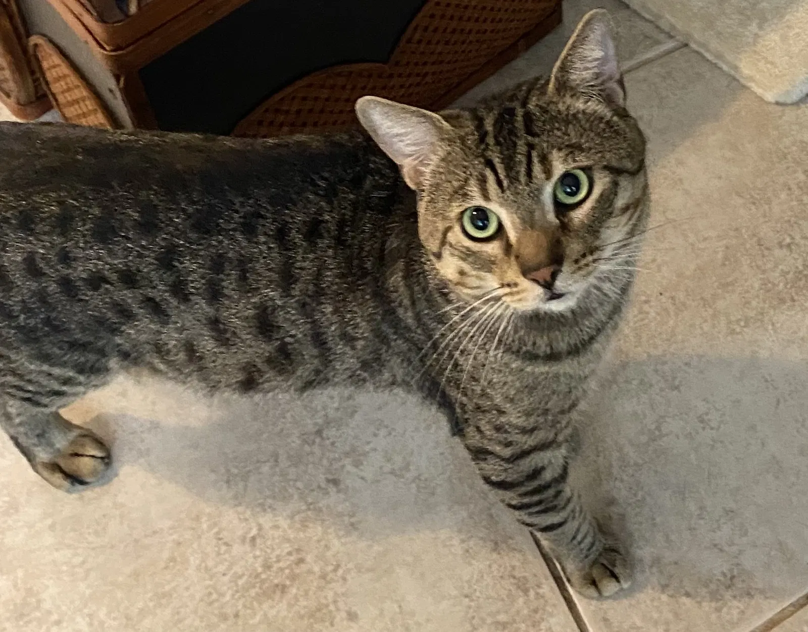 Lost cat in Boynton Beach, FL, 33435