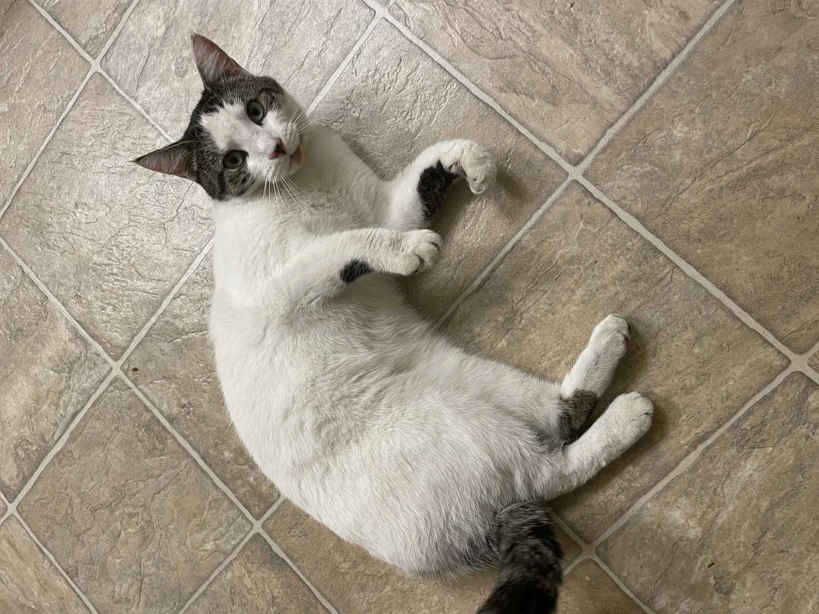 Found cat in Fort Rucker, AL, 36362
