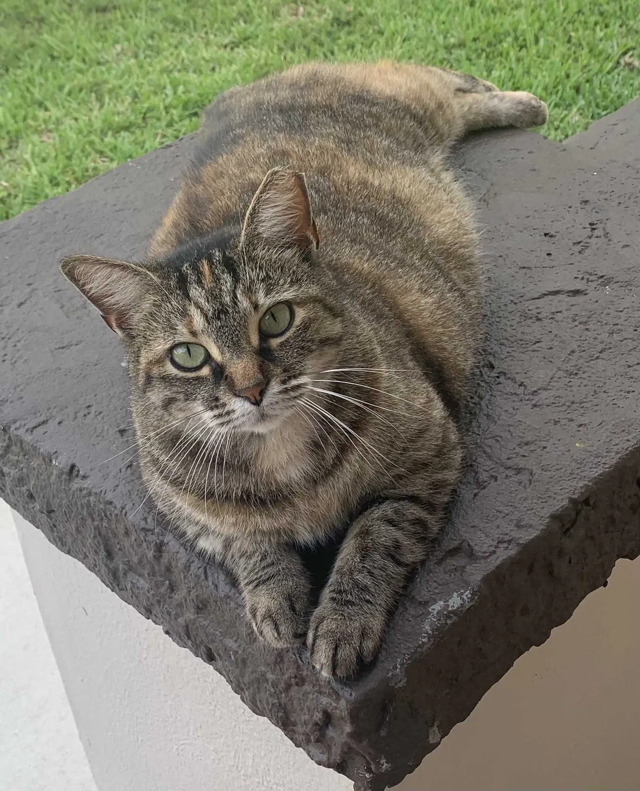 Lost cat in Miami, FL, 33183