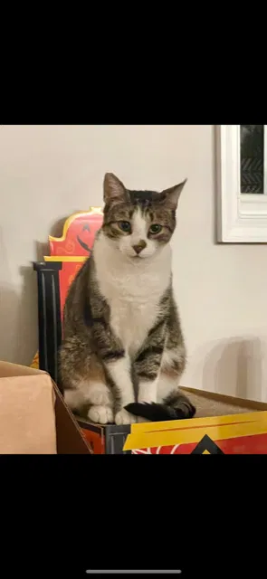 Lost cat in Mc Lean, VA, 22101
