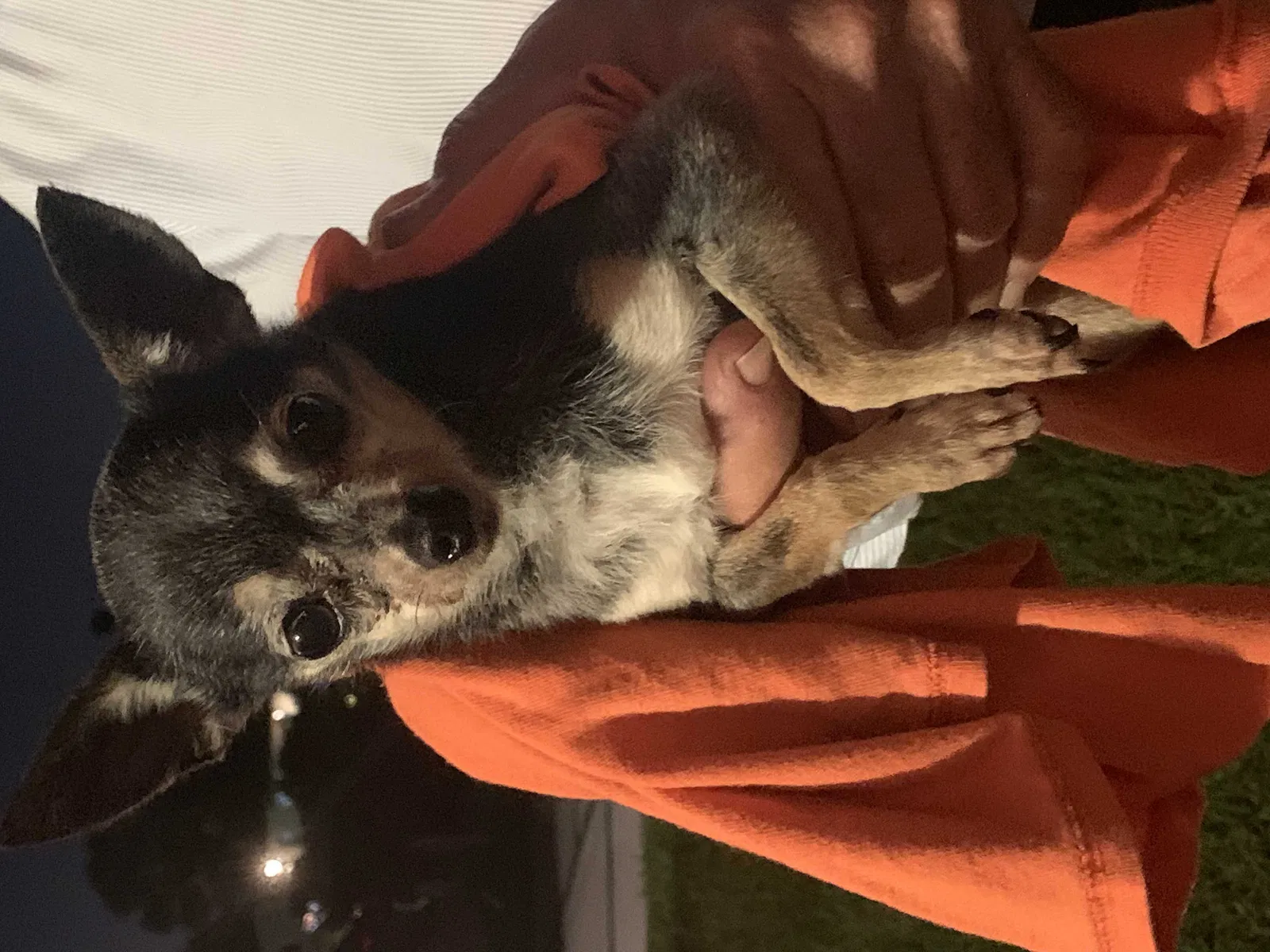 Found dog in Miami, FL, 33183