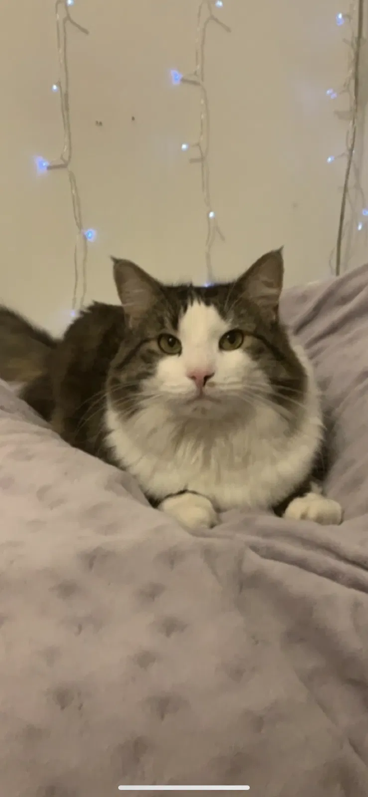 Lost cat in Lakeside, CA, 92040