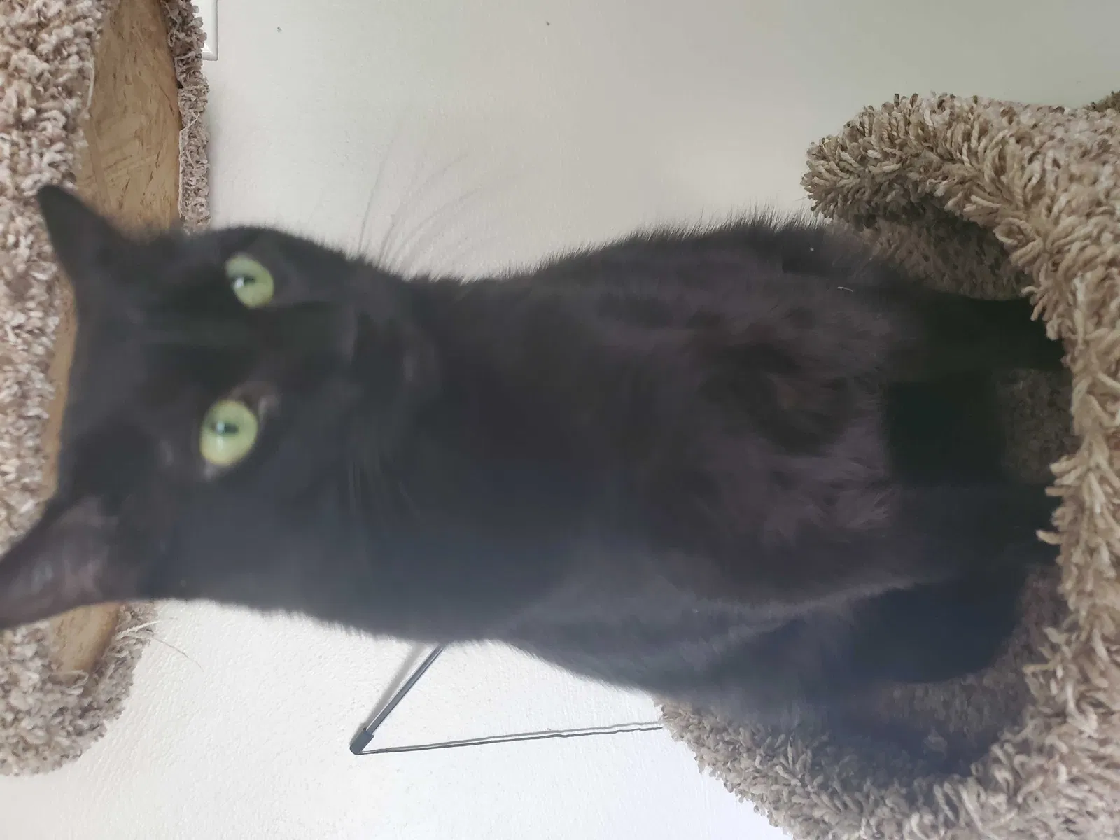 Lost cat in Saint Louis, MO, 63135