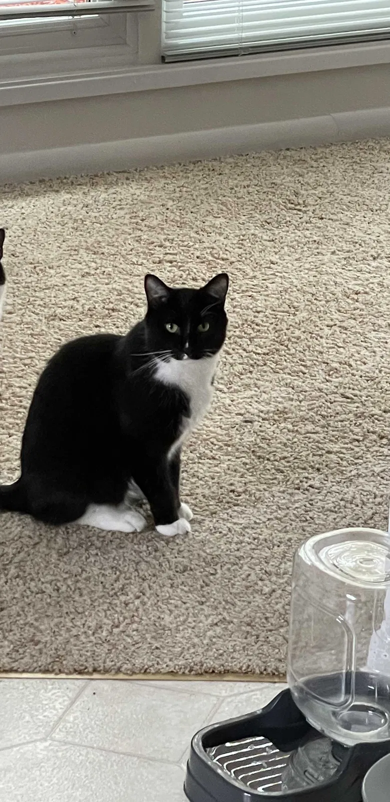 Lost cat in Mequon, WI, 53097