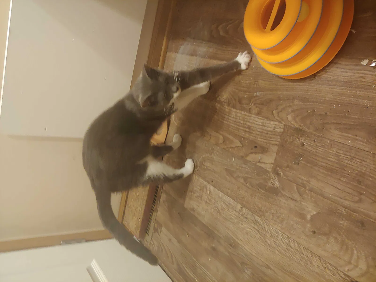 Lost cat in Dublin, OH, 43017