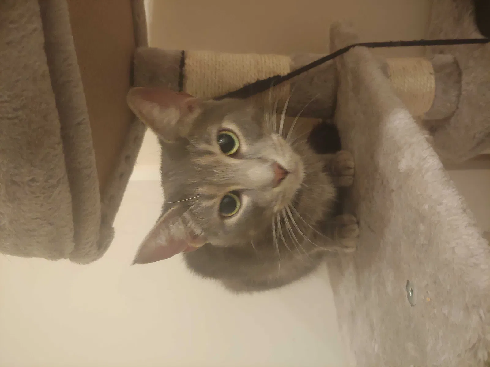 Lost cat in Dublin, OH, 43017
