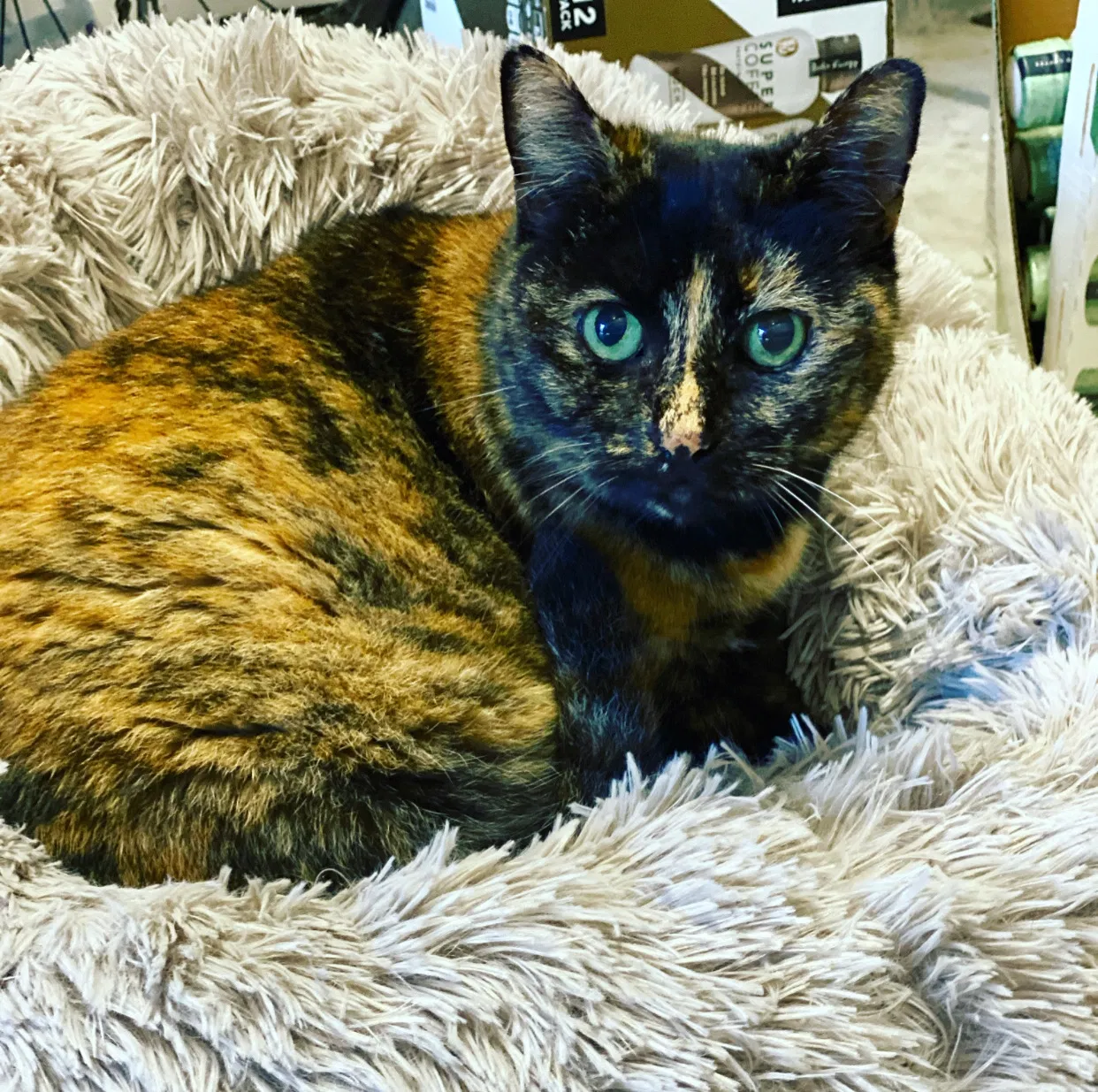 Lost cat in Sugar Land, TX, 77479