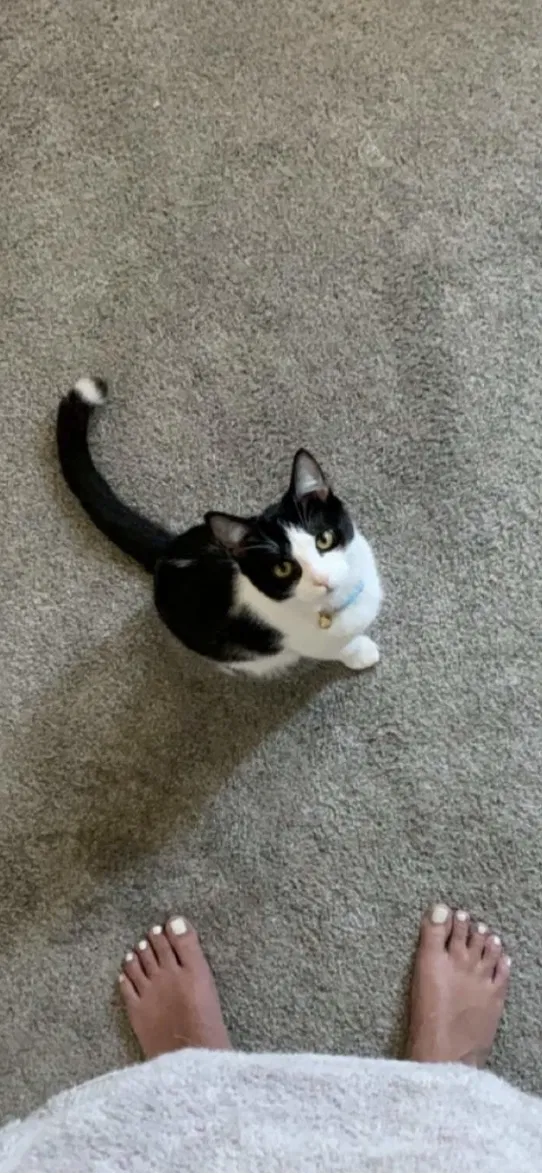 Lost cat in Lynn, MA, 1902