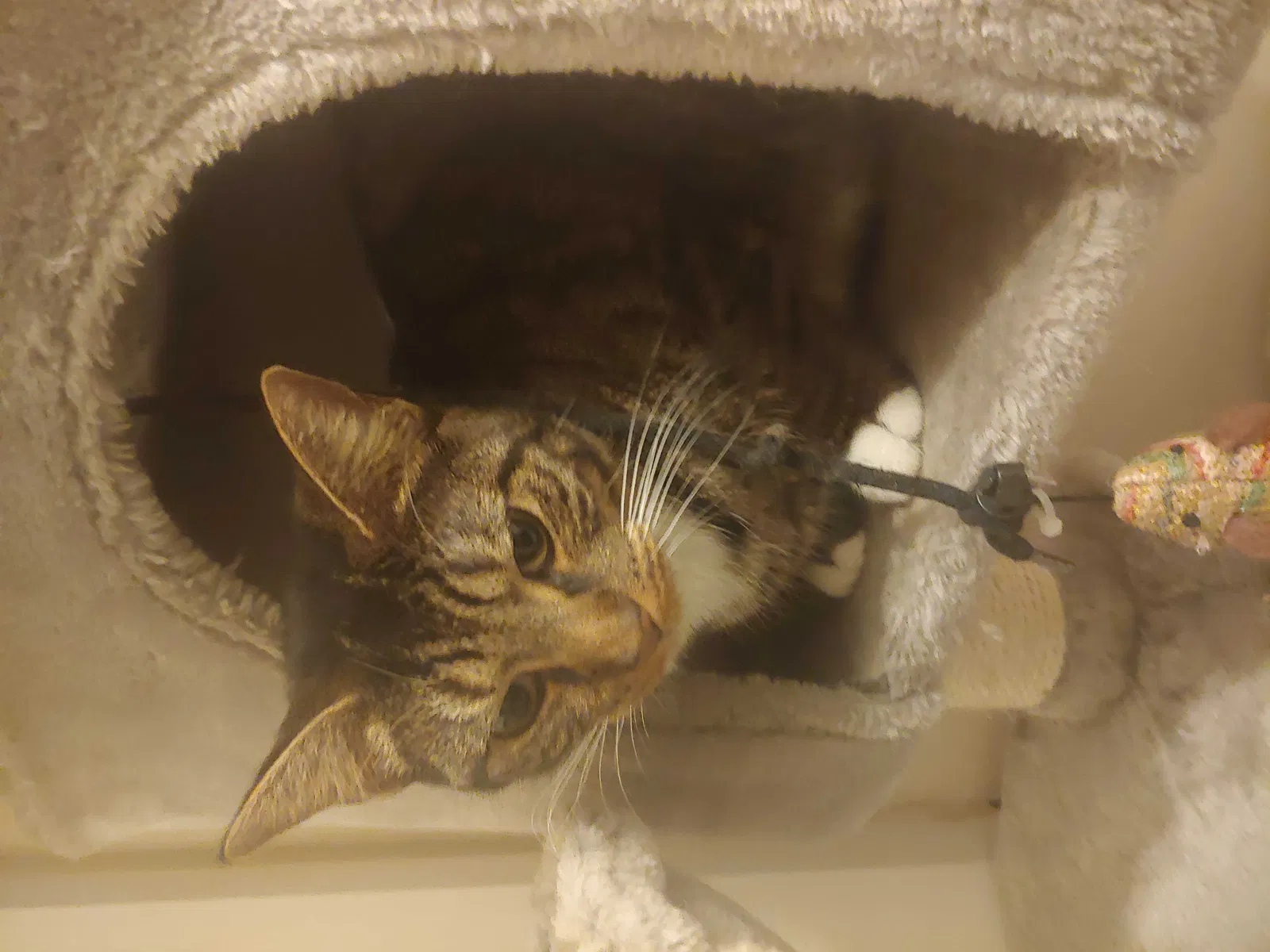 Lost cat in Dublin, OH, 43017