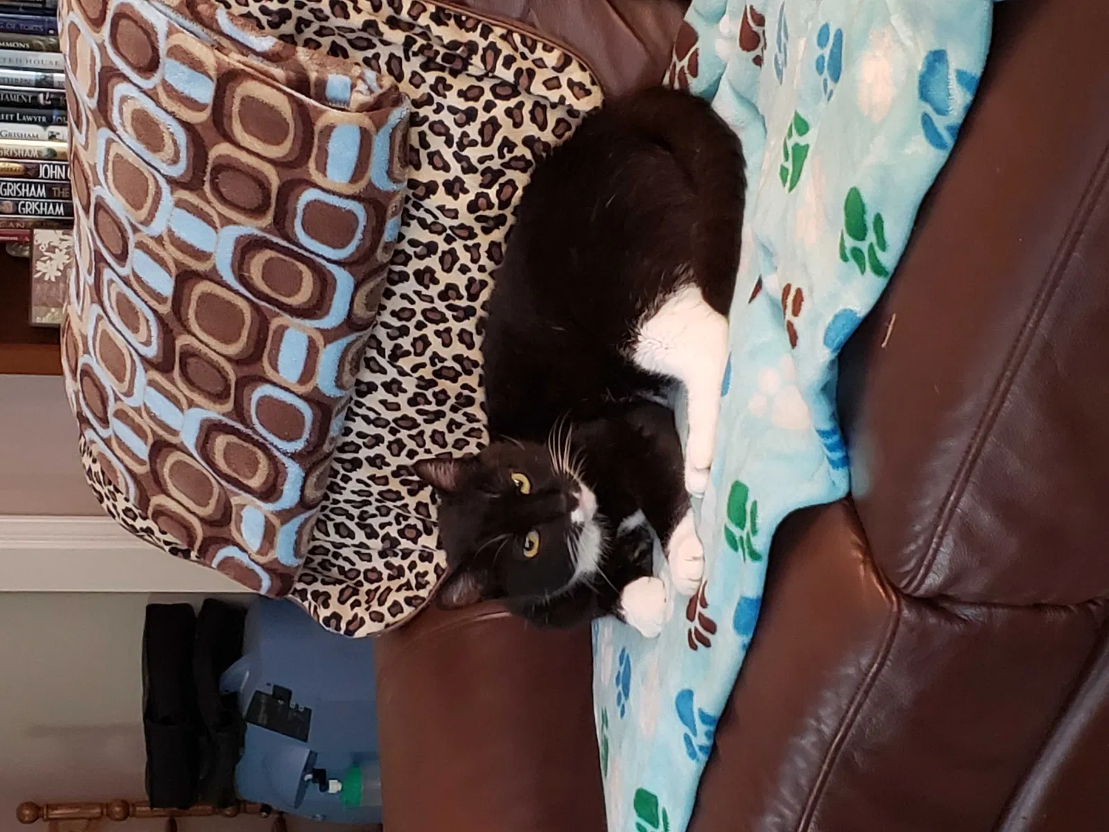 Lost cat in Jefferson, GA, 30549