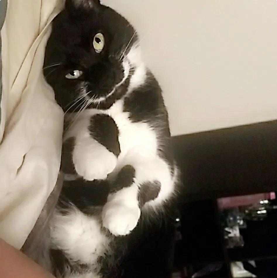 Lost cat in Glen Allen, VA, 23060